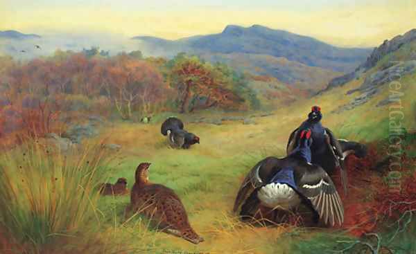 Blackcock fighting Oil Painting by Archibald Thorburn