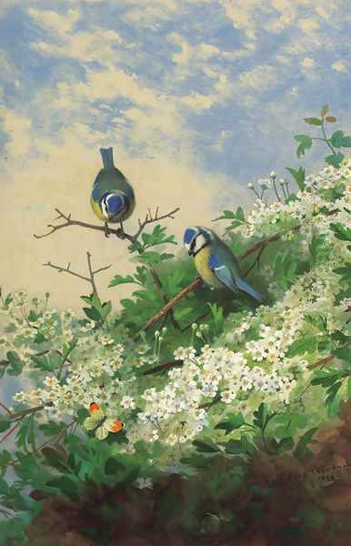 Blue tits and an orange tip butterfly among hawthorn blossom Oil Painting by Archibald Thorburn