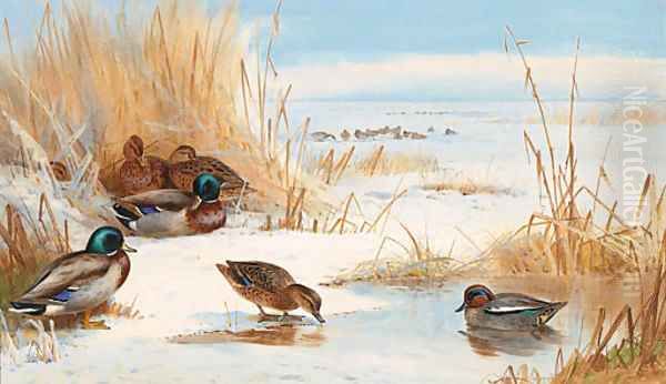 Mallard and Teal on a frozen Lake Oil Painting by Archibald Thorburn