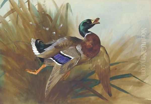 Mallard Duck Oil Painting by Archibald Thorburn