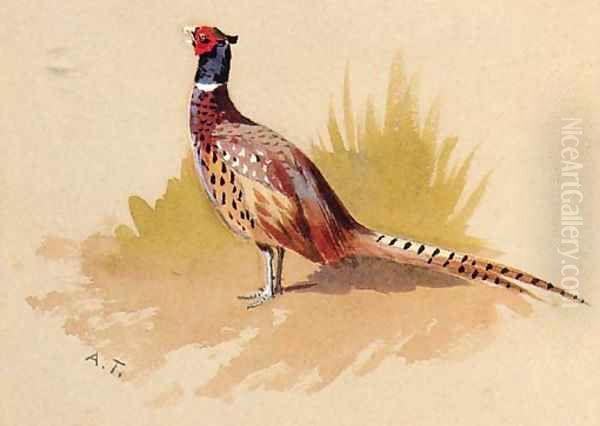 A Cock Pheasant, a study Oil Painting by Archibald Thorburn