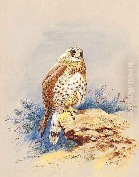 A Kestrel perched on a Rock Oil Painting by Archibald Thorburn