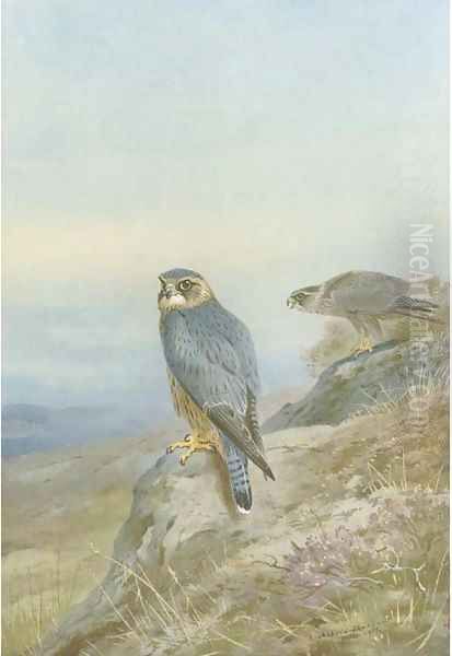 Birds of prey Oil Painting by Archibald Thorburn