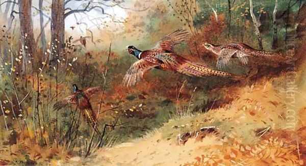 Cock Pheasants and a Hen Pheasant in flight Oil Painting by Archibald Thorburn