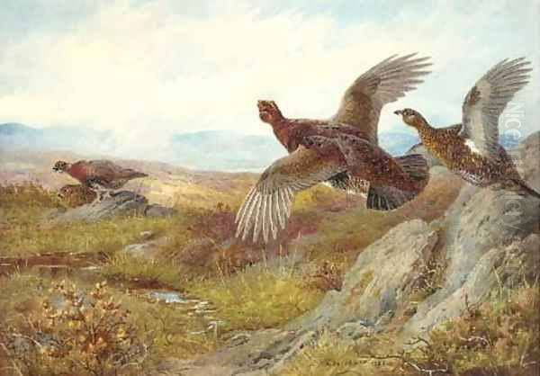 Pheasant Oil Painting by Archibald Thorburn