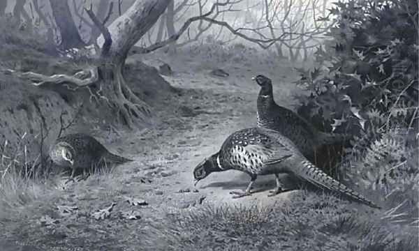 Pheasant on a woodland path, late Autumn Oil Painting by Archibald Thorburn