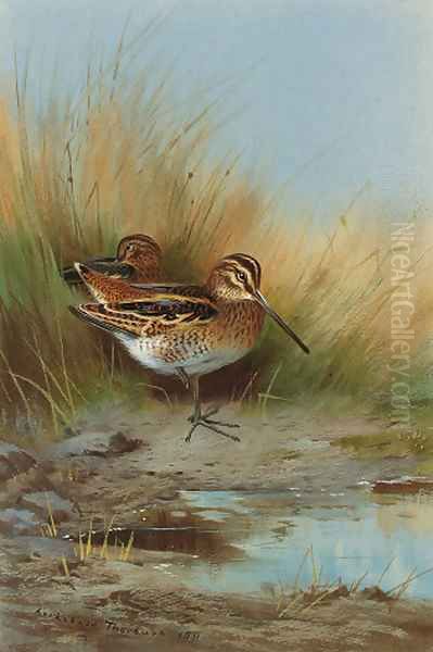 Snipe at the water's edge Oil Painting by Archibald Thorburn