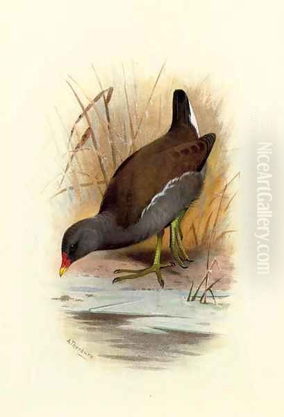 Water Hen or Moorhen, Gallinula Chloropus Oil Painting by Archibald Thorburn