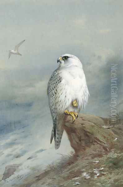 A Greenland falcon Oil Painting by Archibald Thorburn