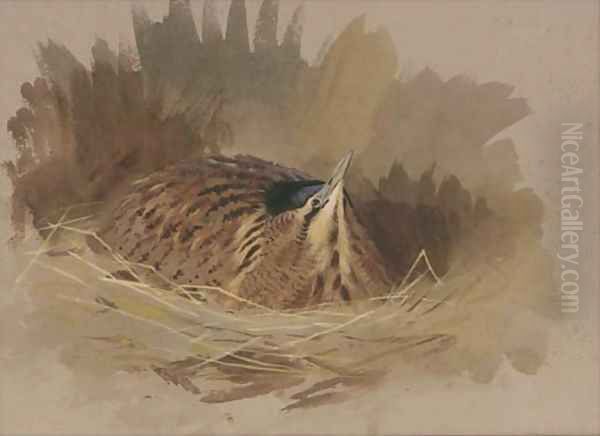 A nesting bittern Oil Painting by Archibald Thorburn