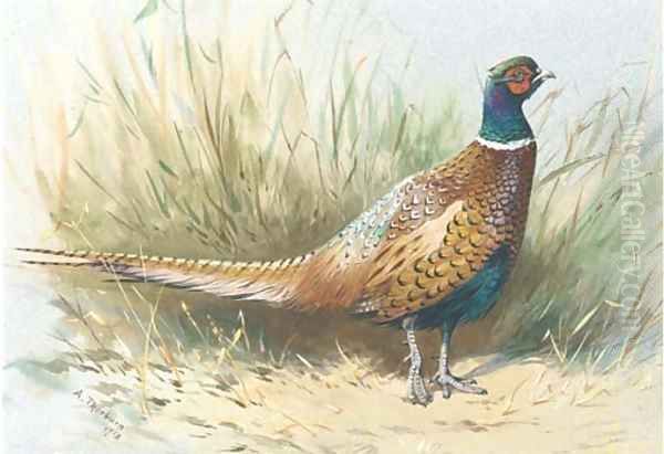 A pheasant Oil Painting by Archibald Thorburn