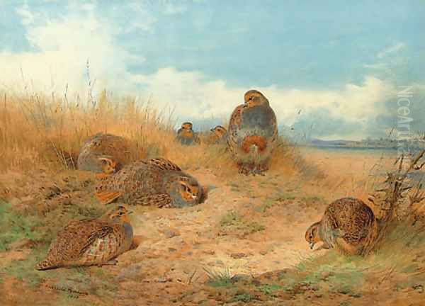 Basking in the noonday Sun A Covey of Grey Partridge Oil Painting by Archibald Thorburn