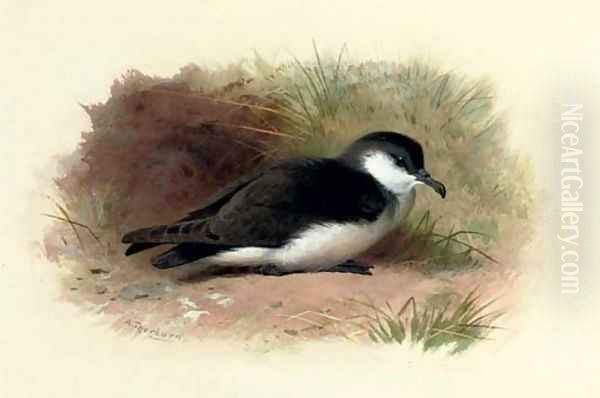 Dusky Shearwater, Puffinus Obscurus Oil Painting by Archibald Thorburn