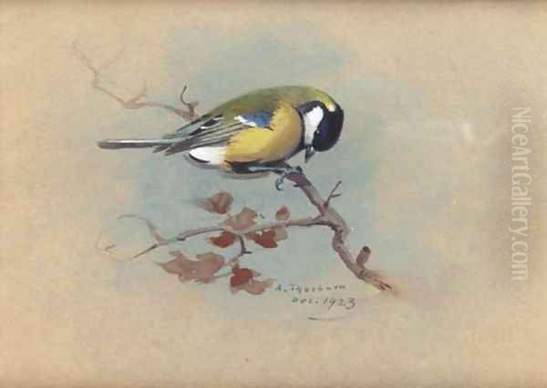 Great Tit Oil Painting by Archibald Thorburn