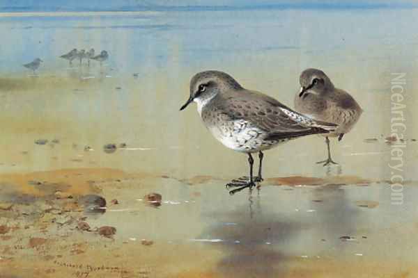 Grey plover at the water's edge Oil Painting by Archibald Thorburn