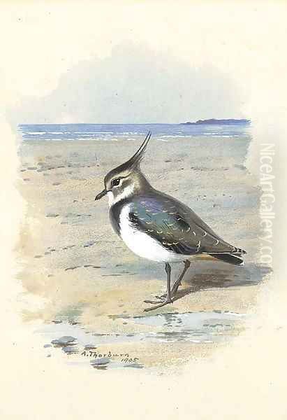 Lapwing or Peewit Oil Painting by Archibald Thorburn