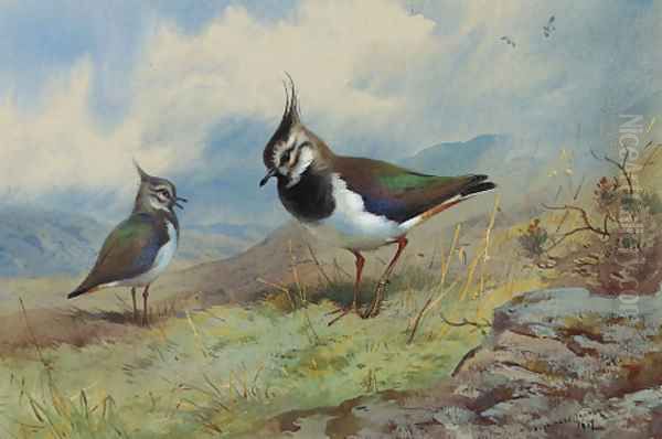 Lapwings in a rocky landscape Oil Painting by Archibald Thorburn