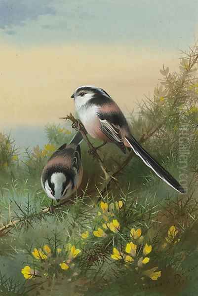 Long-tailed tits on gorse Oil Painting by Archibald Thorburn