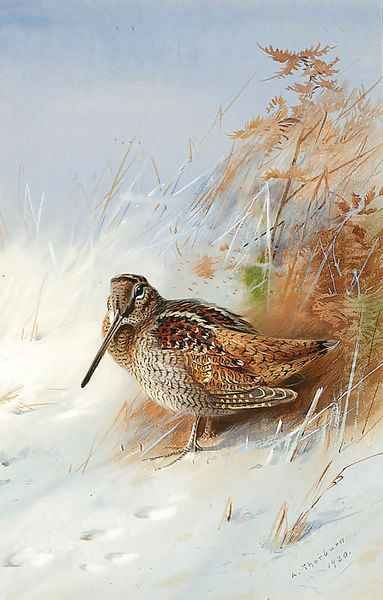 A Woodcock in Winter Oil Painting by Archibald Thorburn