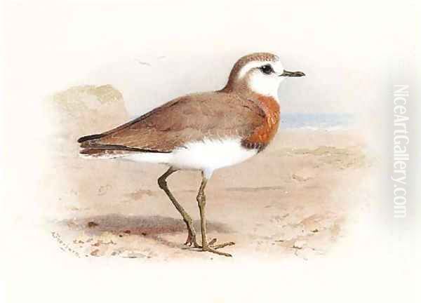 Caspian Plover Oil Painting by Archibald Thorburn