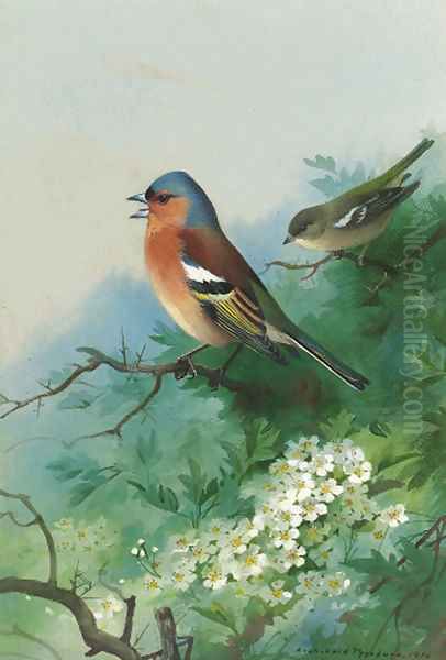 Chaffinches among hawthorn Oil Painting by Archibald Thorburn