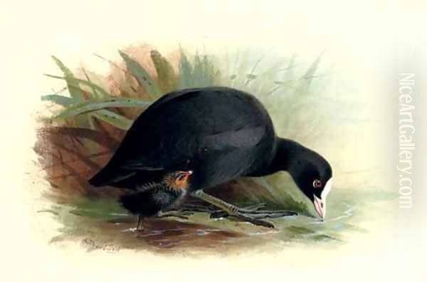 Coot, Fulica Atra Oil Painting by Archibald Thorburn