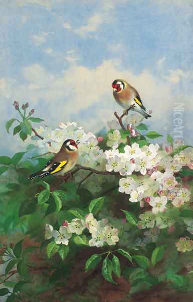 Goldfinches among apple blossom Oil Painting by Archibald Thorburn