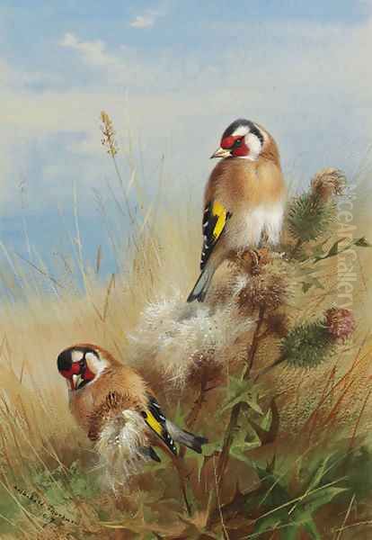 Goldfinches among thistles Oil Painting by Archibald Thorburn