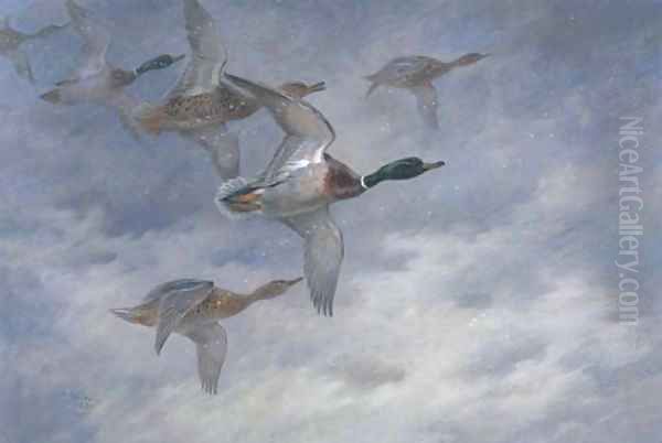 Mallard in flight Oil Painting by Archibald Thorburn