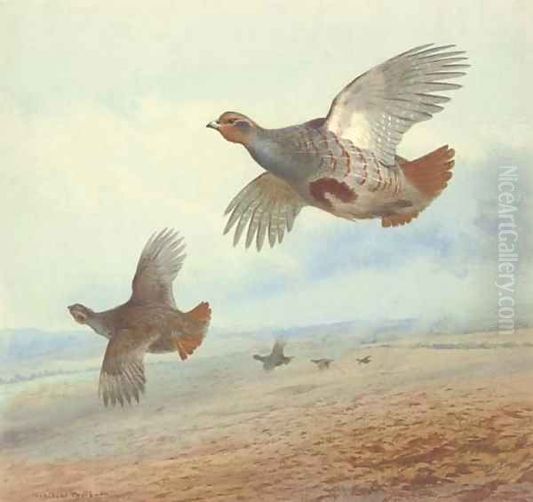 Partridge in flight Oil Painting by Archibald Thorburn