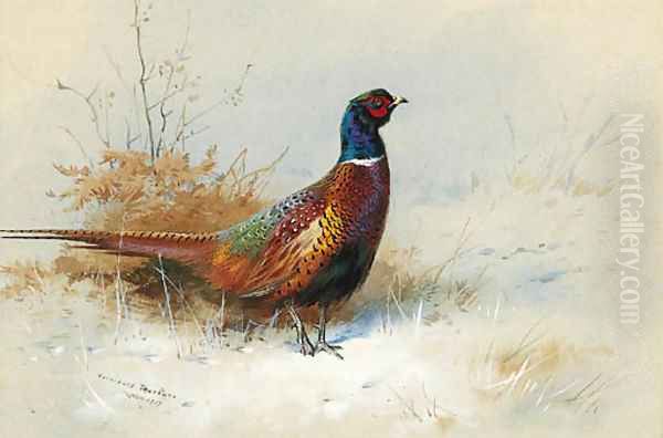 A Cock Pheasant 2 Oil Painting by Archibald Thorburn