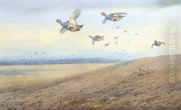 Partridge in flight 2 Oil Painting by Archibald Thorburn