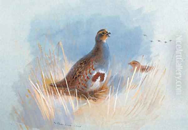 Partridges Oil Painting by Archibald Thorburn