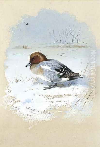 Wigeon Oil Painting by Archibald Thorburn