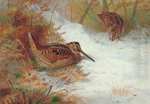 Woodcock in snow Oil Painting by Archibald Thorburn