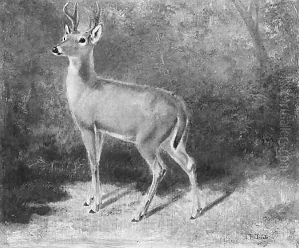 Deer--Sketch from Nature Oil Painting by Arthur Fitzwilliam Tait