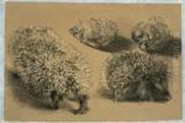 Four Studies Of A Hedgehog Oil Painting by Adolph von Menzel