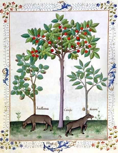 Hazelnut Bush left and Cherry tree centre, Illustration from the Book of Simple Medicines by Mattheaus Platearius d.c.1161 c.1470 Oil Painting by Robinet Testard