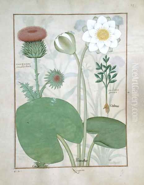 Plumed thistle, Water lily and Castor bean plant, illustration from The Book of Simple Medicines, by Mattheaus Platearius d.c.1161 c.1470 Oil Painting by Robinet Testard