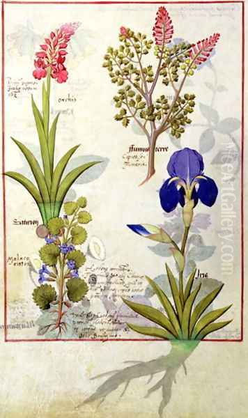 Top row- Orchid and Fumitory or Bleeding Heart. Bottom row- Hedera and Iris, illustration from The Book of Simple Medicines by Mattheaus Platearius d.c.1161 c.1470 Oil Painting by Robinet Testard