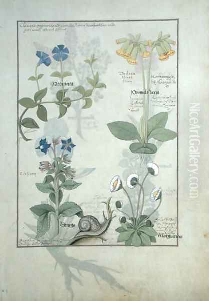 Top row- Blue Clematis or Crowfoot and Primula. Bottom row- Borage or Forget-me-not and Marguerita Daisy, illustration from The Book of Simple Medicines by Matthaeus Platearius d.c.1161 c.1470 Oil Painting by Robinet Testard