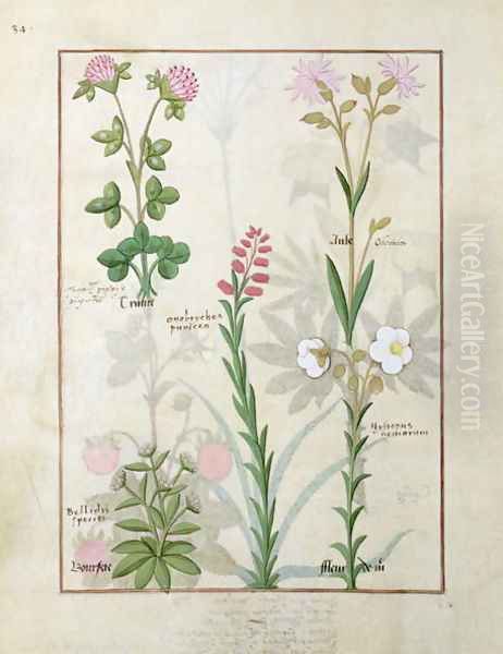 Top row- Red clover and Aube. Bottom row- Bellidis species, Onobrychis and Hyssopus nemorum, illustration from The Book of Simple Medicines, by Mattheaus Platearius d.c.1161 c.1470 Oil Painting by Robinet Testard