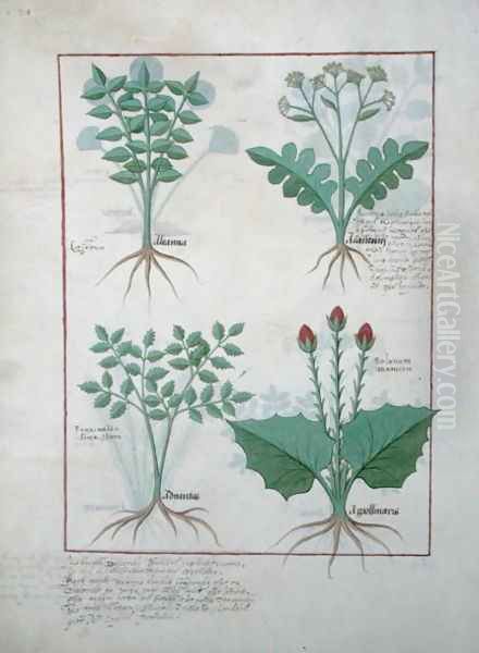 Top row- Ligustrum and Acanthus. Bottom row- Grass plant and Apollinaris, illustration from The Book of Simple Medicines, by Matthaeus Platearius d.c.1161 c.1470 Oil Painting by Robinet Testard