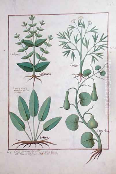 Euphorbia Lathyris, Beechwort, Mint and Fig, illustration from The Book of Simple Medicine by Mattheaus Platearius d.c.1161 c.1470 Oil Painting by Robinet Testard