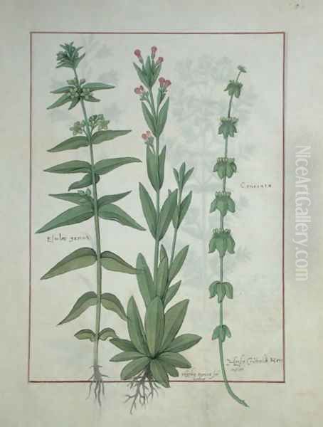 Elusae Gennus, Caraway Thyme, and Crosswort, illustration from The Book of Simple Medicines by Mattheaus Platearius d.c.1161 c.1470 Oil Painting by Robinet Testard