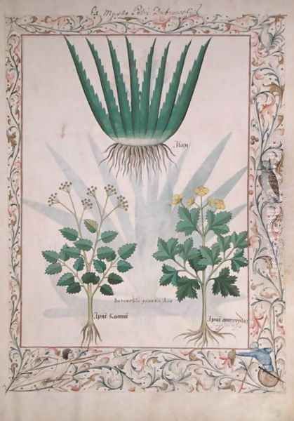 Aloe and Apio, illustration from The Book of Simple Medicines by Matthaeus Platearius d.c.1161 c.1470 Oil Painting by Robinet Testard