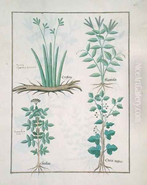 Top row- Xyris and Spearwort. Bottom row- Common Elderberry and Hedera, illustration from The Book of Simple Medicines, by Mattheaus Platearius d.c.1161 c.1470 Oil Painting by Robinet Testard