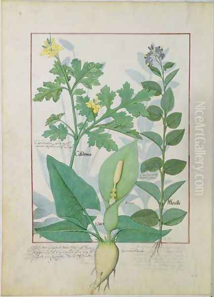 Greater Celandine or Poppy, Solanum or Nightshade, and Aron, illustration from The Book of Simple Medicines by Mattheaus Platearius d.c.1161 c.1470 Oil Painting by Robinet Testard