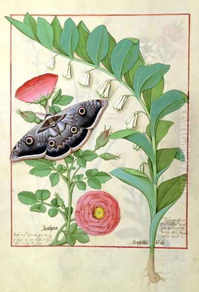 Rose and Polygonatum Solomons Seal illustration from The Book of Simple Medicines by Mattheaus Platearius d.c.1161 c.1470 Oil Painting by Robinet Testard