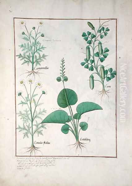 Chamomile (top left) and Cucumber (right) Illustration from The Book of Simple Medicines by Mattheaus Platearius d.c.1161 c.1470 Oil Painting by Robinet Testard